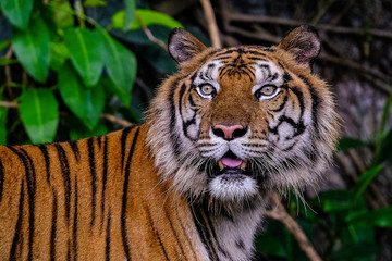 Close up view of a Siberian tiger (Panthera tigris altaica)