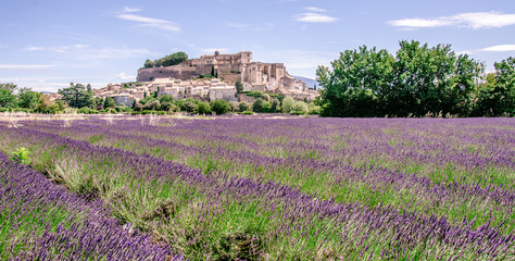 Fototapeta na wymiar Lavender fields at village Gordes, a small medieval town in Provence, Travel destination in France.
