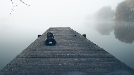 Kleiner Hase sitzt einsam auf einem Steg am See bei Nebel
