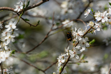bumblebee are all in the dust of flowers