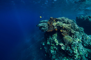 Fototapeta premium Underwater view with rocks and corals in transparent blue ocean. Underwater landscape