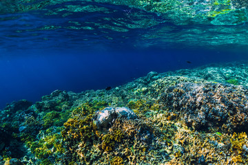 Underwater scene with corals and tropical fish in tropical blue ocean.