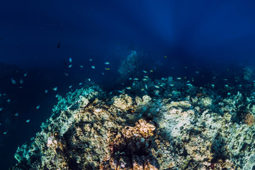 Fototapeta na wymiar Underwater view with rocks and corals in transparent blue ocean. Underwater landscape