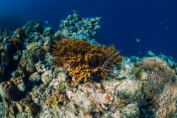 Plakat Underwater view with rocks and corals in transparent blue ocean. Underwater landscape