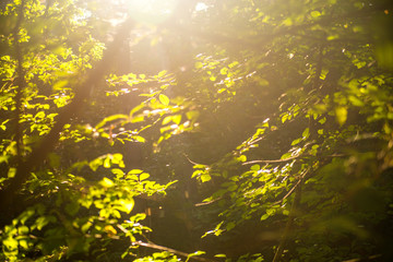 forest in back light, light and shadow