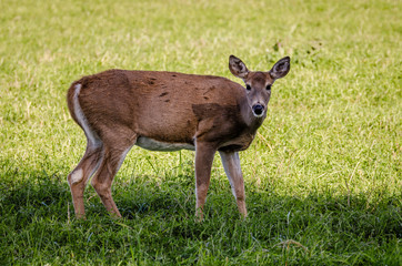 Whitetail Doe In The Colville National Forest.