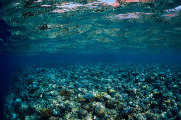 Tropical underwater view with corals and fish in blue ocean