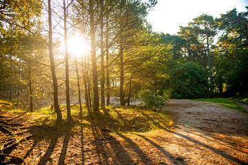 forest in back light, light and shadow