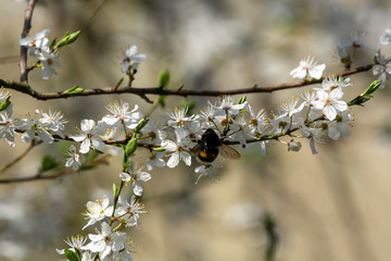 bumblebee are all in the dust of flowers