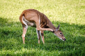 Whitetail Deer Scratching Her Neck.