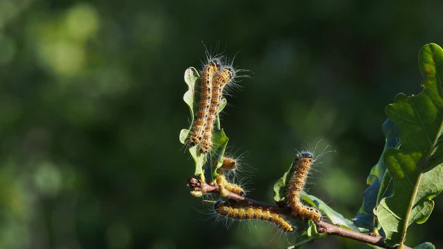 Hairy orange caterpillars eat oak leaves