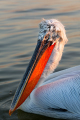 Dalmatian Pelican in breeding plumage (Pelicanus crispus), close up portrait view.