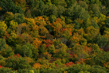 Fototapeta premium Fall colour seen from above, with telephoto lens, on King Mountain trail in Gatineau Park, near Ottawa, Canada. A forest of trees turning red and orange. Gatineau Park, Quebec, Canada