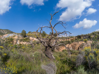 dead trees in the Beninar reservoir