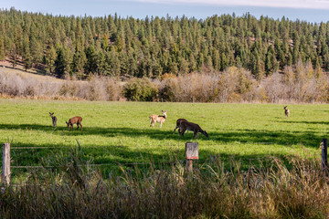 Whitetail Deer Feeding In A Hay Field.