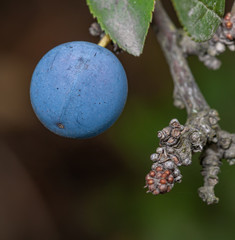 blackthorn berry macro