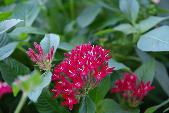 408 件の最適な ペンタスの花 画像 ストック写真 ベクター Adobe Stock 408 件の最適な ペンタスの花 画像 ストック写真 ベクター Adobe Stock