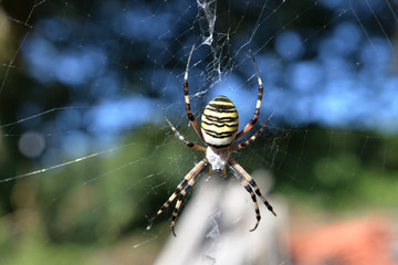 Araignée argiope ou araignée frelon
