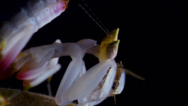 orchid mantis eating