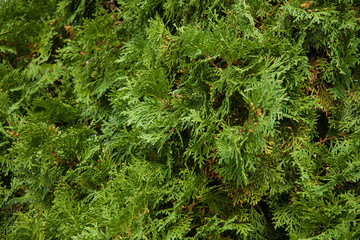 Natural coniferous wood texture. Green fir branches. The concept of ecosystem and healthy environment. Background for christmas and New Year banner and card. Cover for presentation, booklet