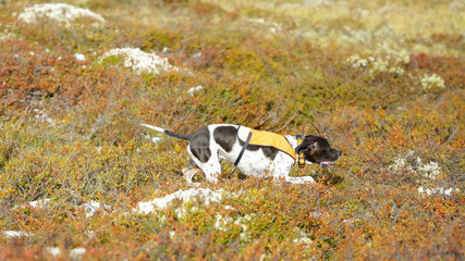 Dog english pointer