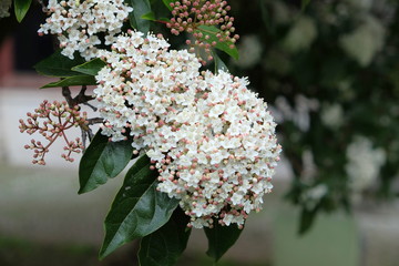 White flowers on the tree in autumn.