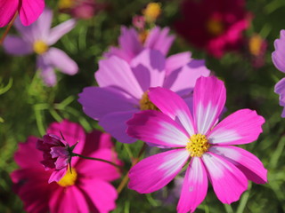 Obraz premium 秋桜の花