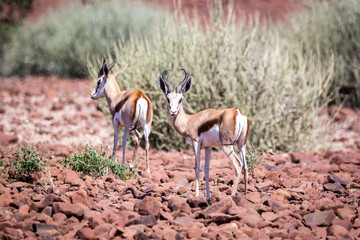 Two springbok antelopes walking through a red, barren landscape, Namibia, Africa