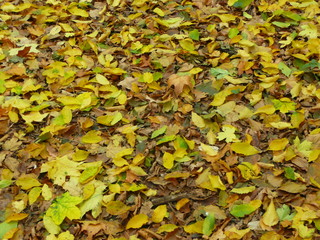 autumn leaves background