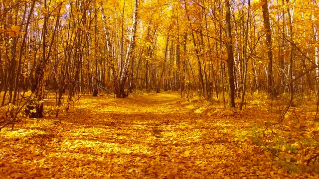 Flying along the path in the autumn Park