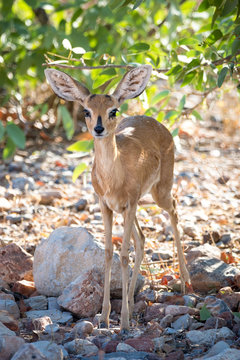 A beautiful steenbok antelope waiting in the shadow of a tree, Namibia, Africa