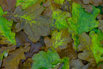 Background of autumn oak tree leaves