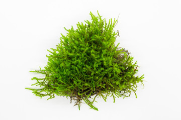 Green moss on white background