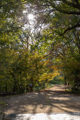 Fototapeta na wymiar 日本の秋の風景、もみじと色づき始めた山々