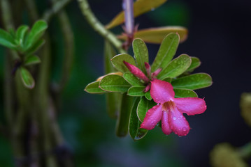 clean and vibrant tiny pink flower after the rain