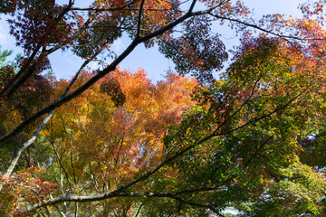 日本の秋の風景、もみじと色づき始めた山々