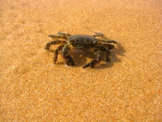 Little crab on the sandy beach. Crabs (Brachyura) are short-shelled crustaceans from the order of decapods (Decapoda).