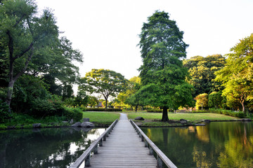 公園の池と樹木と木橋