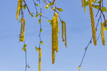 birch branch (Betula pendula) blooming in spring