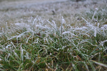 Eiskristale auf Graß