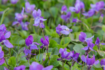 background of violet flowers violet fragrant (Viola odorata)