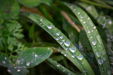 Clear water drops of morning dew on the green fresh grass