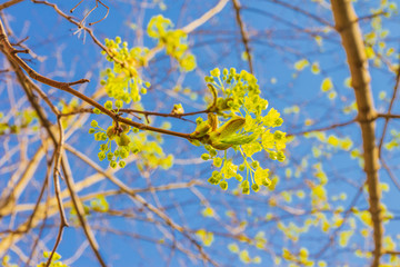 maple branch (Acer platanoides) blooming in spring