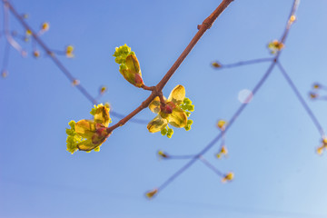 maple branch (Acer platanoides) blooming in spring