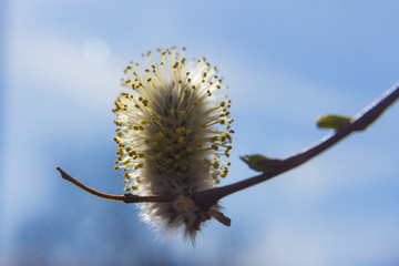 willow branch (Salix acutifolia) with buds