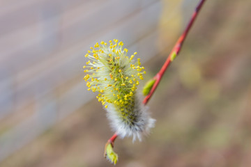 willow branch (Salix acutifolia) with buds
