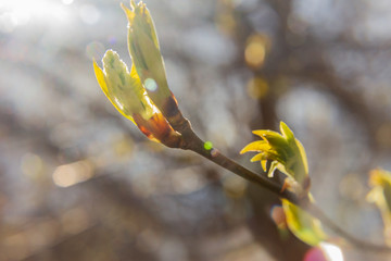 bird cherry branch (Prunus padus) with blooming buds