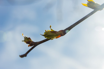 bird cherry branch (Prunus padus) with blooming buds