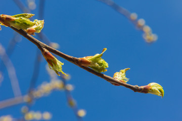 bird cherry branch (Prunus padus) with blooming buds