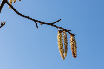 Flowering aspen tree against a blue sky